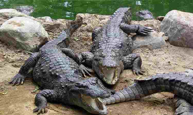 Crocodile Breeding Center
