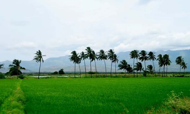 Cumbum Valley