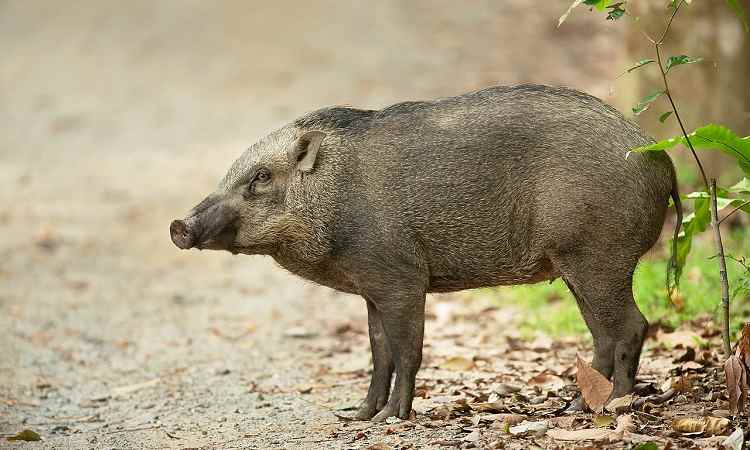 Balaram Ambaji Wildlife Sanctuary