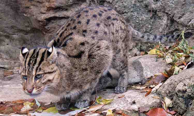 Barda Wildlife Sanctuary