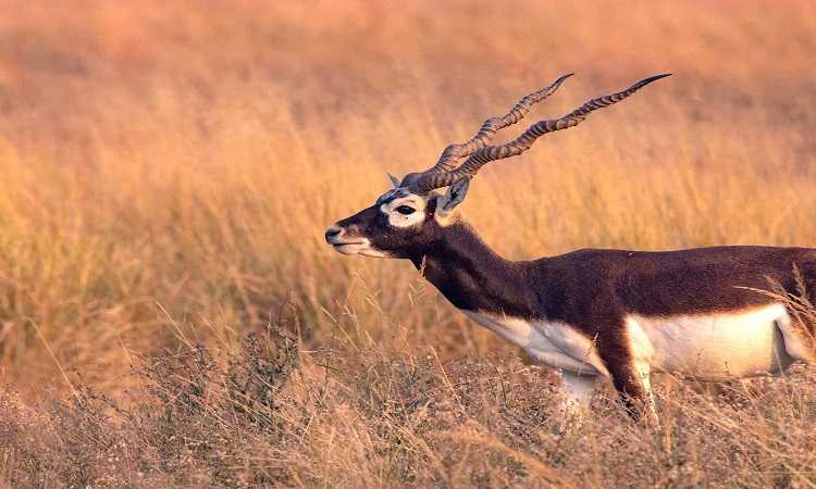 Blackbuck National Park