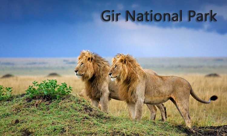 Gir National Park