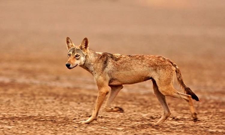 Hingolgadh Nature Education Sanctuary