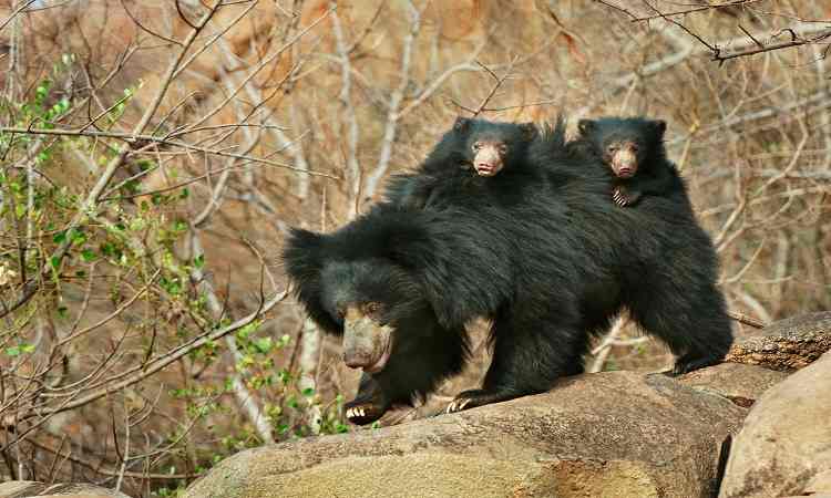 Jessore Sloth Bear Sanctuary