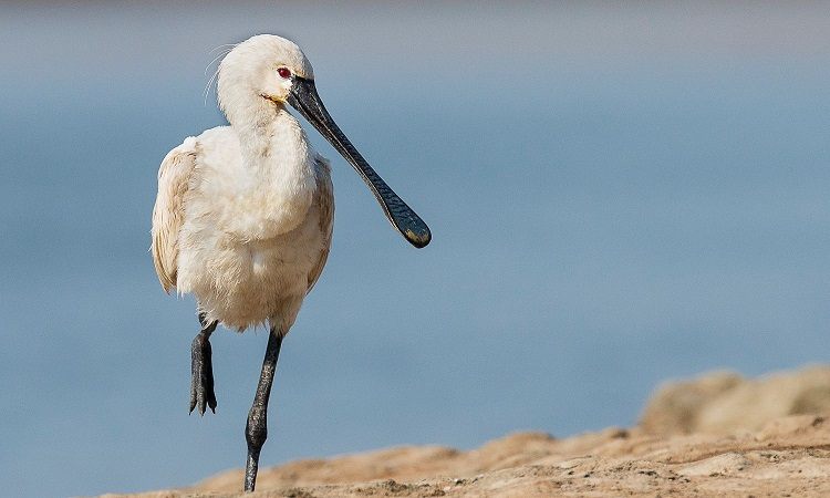 Khijadiya Bird Sanctuary