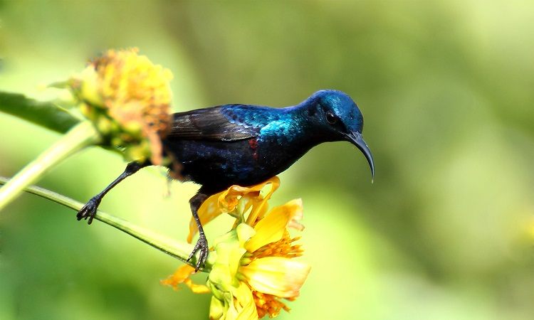 Rampara Wildlife Sanctuary