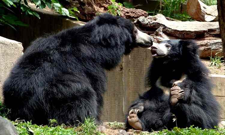 Ratanmahal Sloth Bear Sanctuary