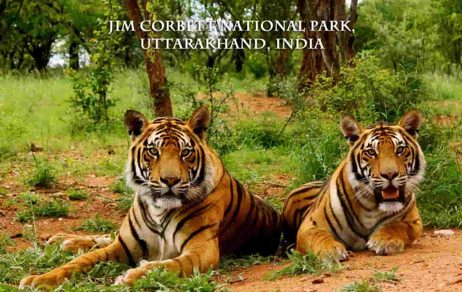 Jim Corbett National Park