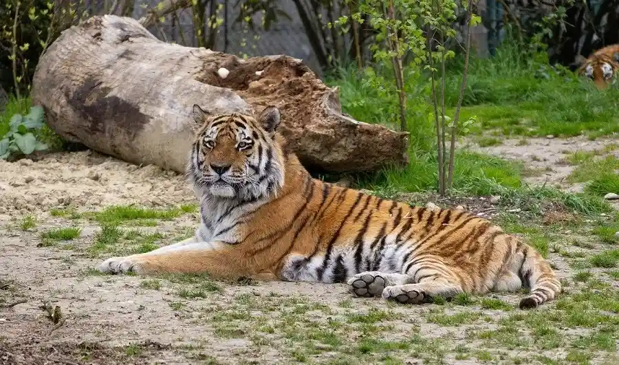 Bengal Tiger