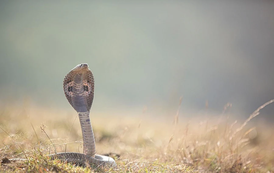king cobra