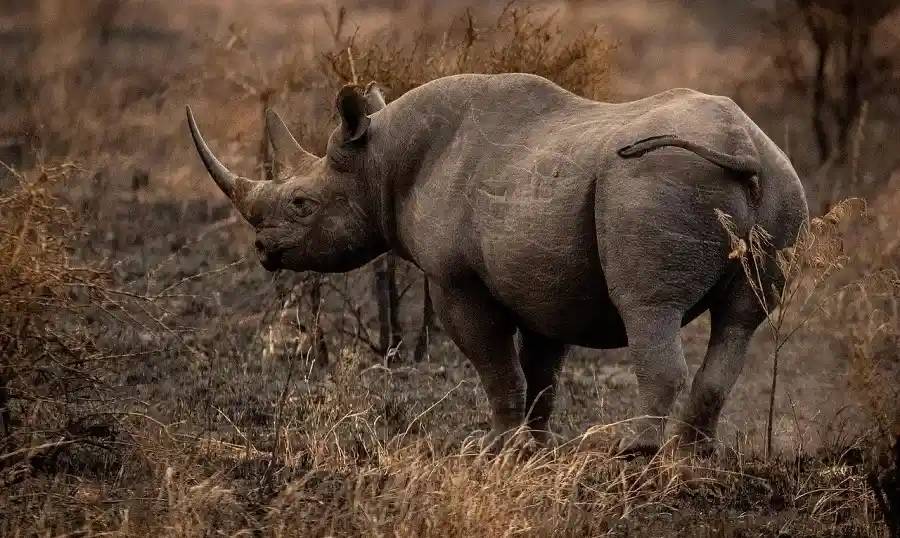 rhinoceros